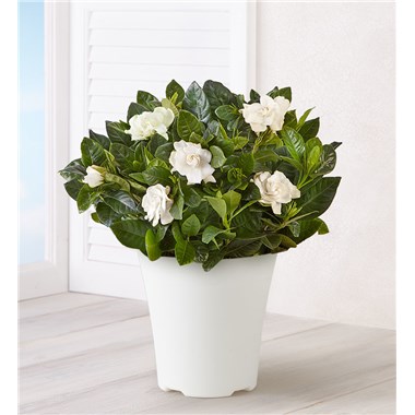 Blooming Gardenia Plant