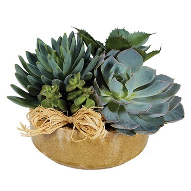 Succulent Garden